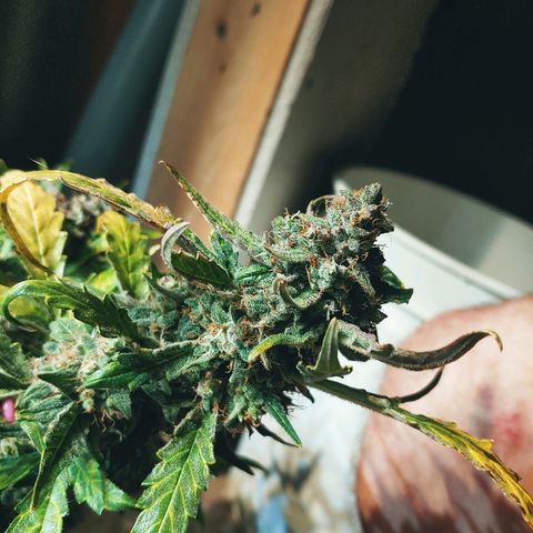 Northern light growlog timeline photo