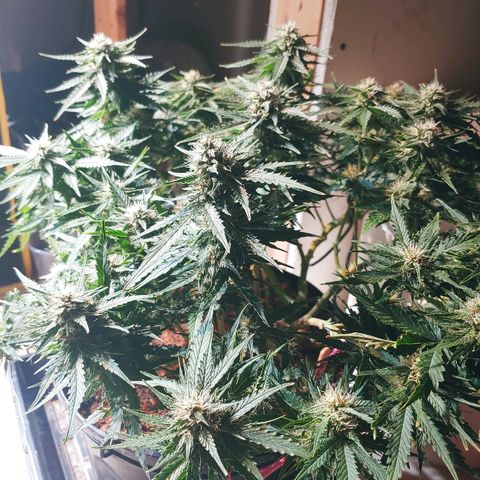 Northern light growlog timeline photo