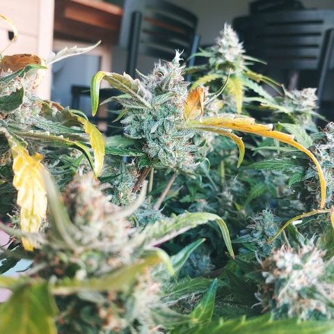 Northern light growlog timeline photo