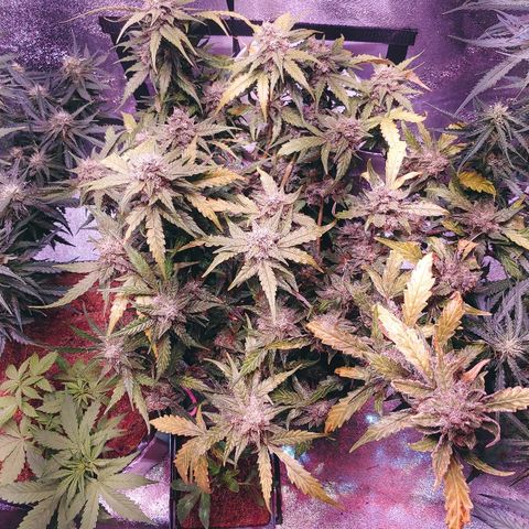 Northern light growlog timeline photo