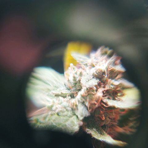 Northern light growlog timeline photo