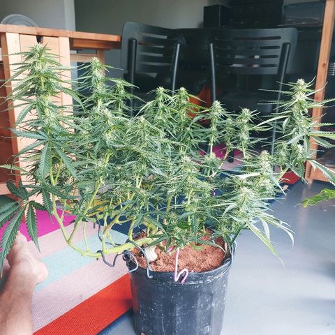 Northern light growlog timeline photo