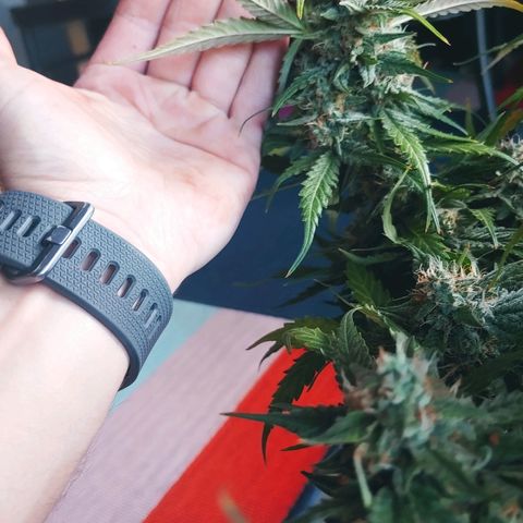 Northern light growlog timeline photo