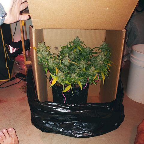 Critical #2 growlog timeline photo