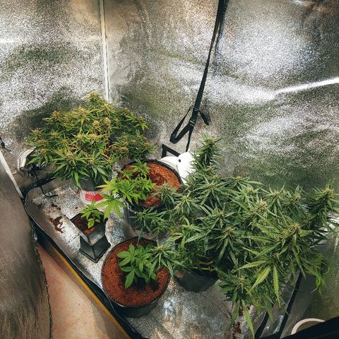 Northern light growlog timeline photo