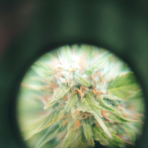 Northern light growlog timeline photo