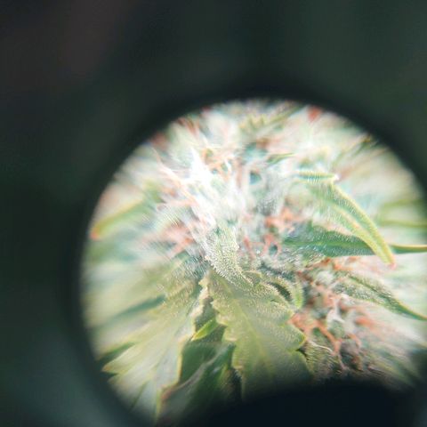 Northern light growlog timeline photo