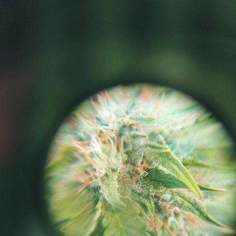 Northern light growlog timeline photo