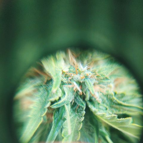 Northern light growlog timeline photo