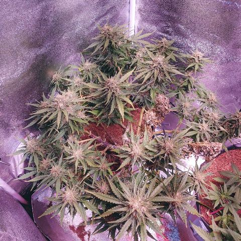 Northern light growlog photo: FLUSH. 