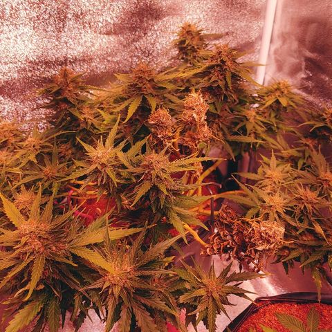 Northern light growlog photo: FLUSH. 
