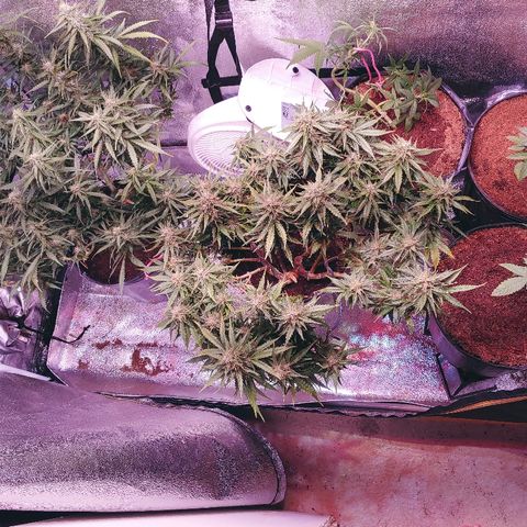 Northern light growlog timeline photo