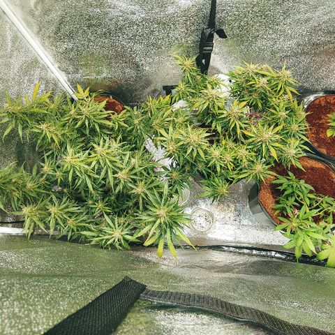 Northern light growlog timeline photo