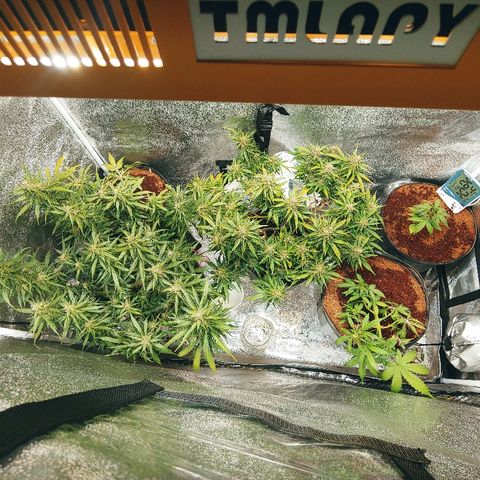 Northern light growlog timeline photo