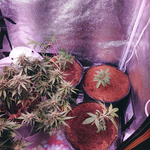 Northern light growlog timeline photo