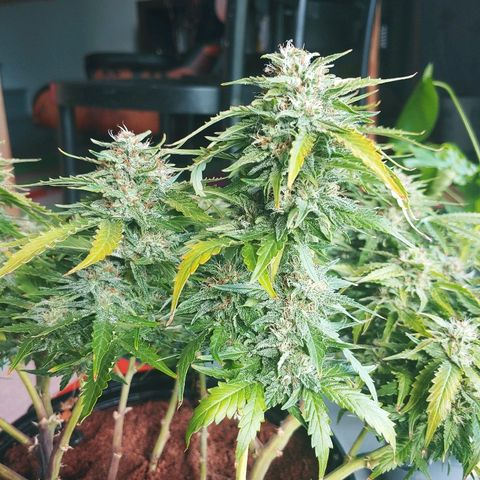 Critical #2 growlog photo: Yeah!!!