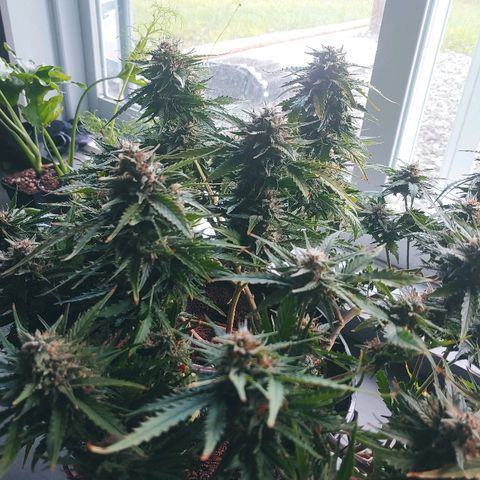 Critical #2 growlog photo: Yeah!!!