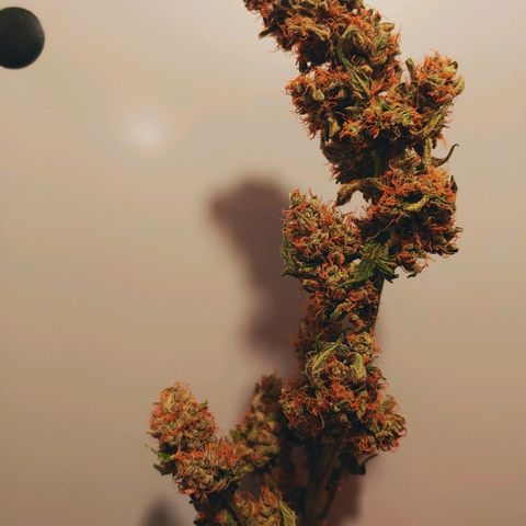 Critical #2 growlog timeline photo