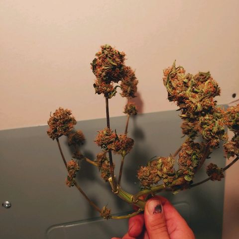 Critical #2 growlog timeline photo