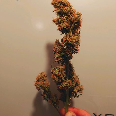 Critical #2 growlog timeline photo