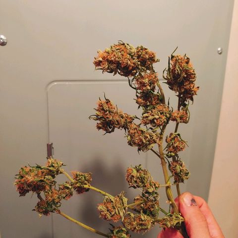 Critical #2 growlog timeline photo