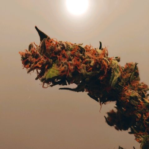 Critical #2 growlog timeline photo
