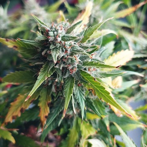 Northern light growlog timeline photo