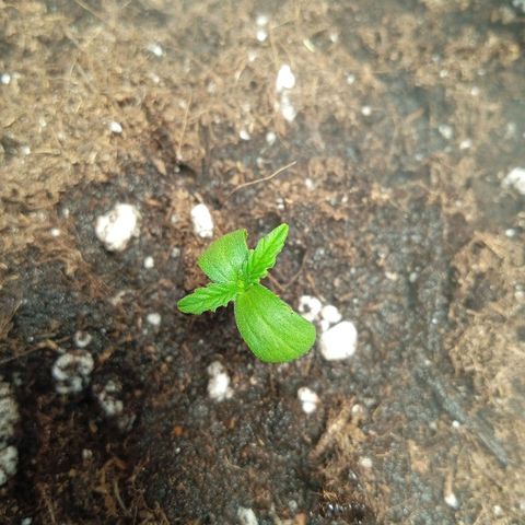 Auto pineapple glue  growlog timeline photo