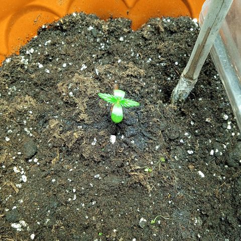 Auto pineapple glue  growlog timeline photo