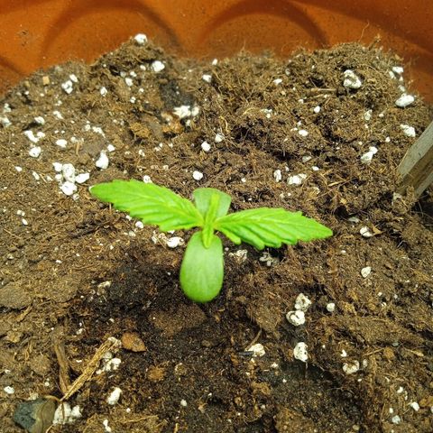 Auto pineapple glue  growlog timeline photo