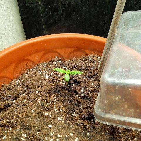Auto pineapple glue  growlog timeline photo