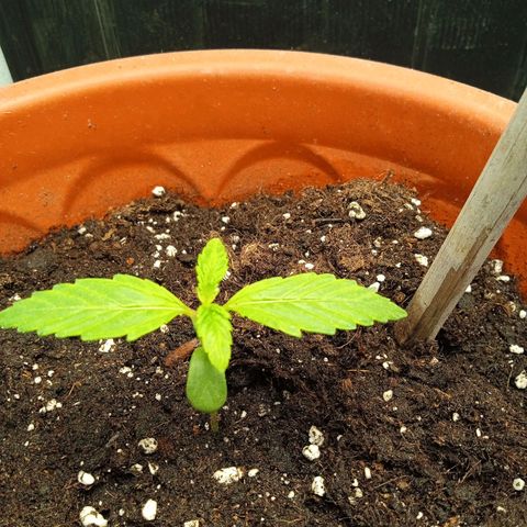 Auto pineapple glue  growlog timeline photo