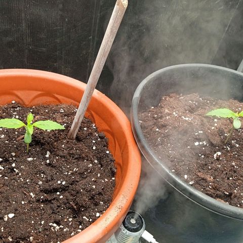 Auto pineapple glue  growlog timeline photo