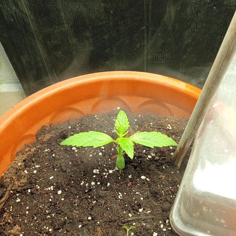 Auto pineapple glue  growlog timeline photo
