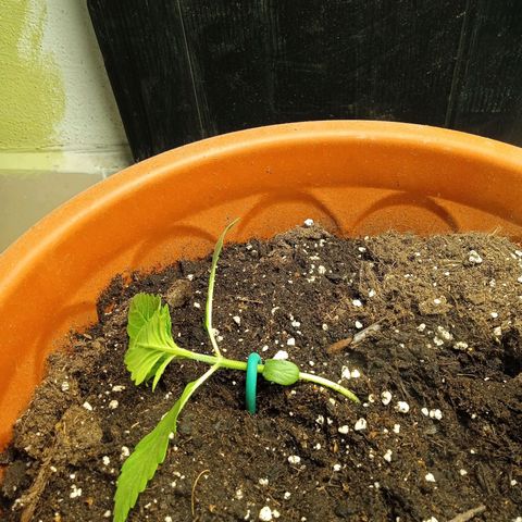 Auto pineapple glue  growlog photo: Inizio lst