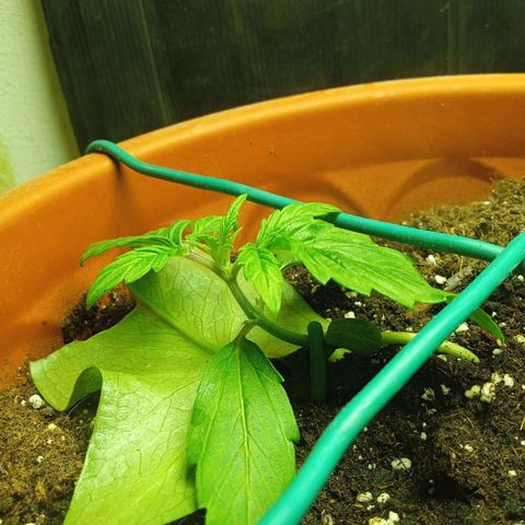 Auto pineapple glue  growlog timeline photo
