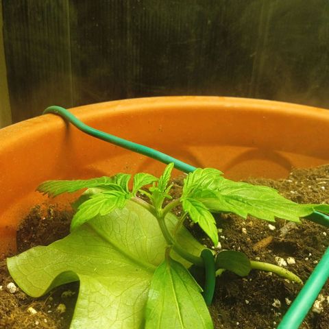 Auto pineapple glue  growlog timeline photo