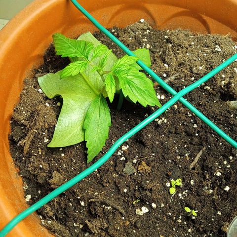 Auto pineapple glue  growlog timeline photo