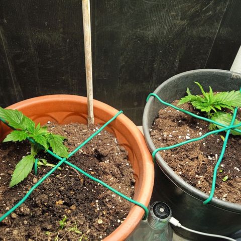 Auto pineapple glue  growlog timeline photo