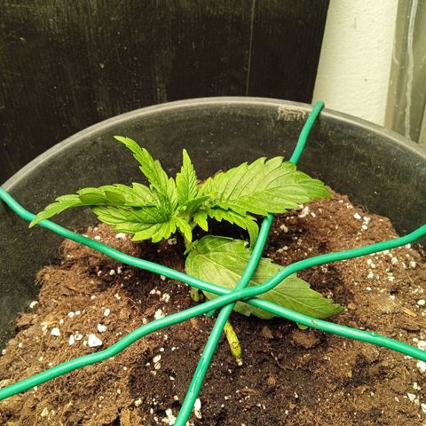 Auto pineapple glue  growlog timeline photo