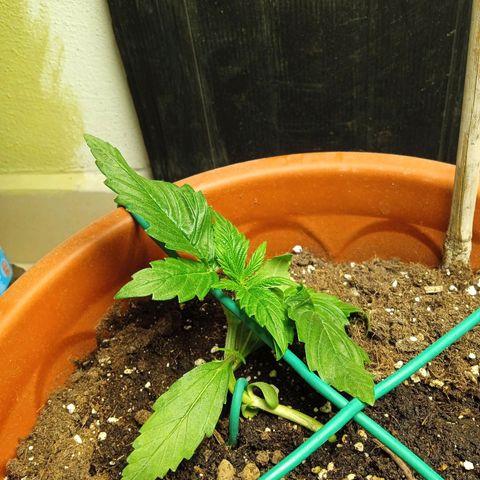 Auto pineapple glue  growlog timeline photo