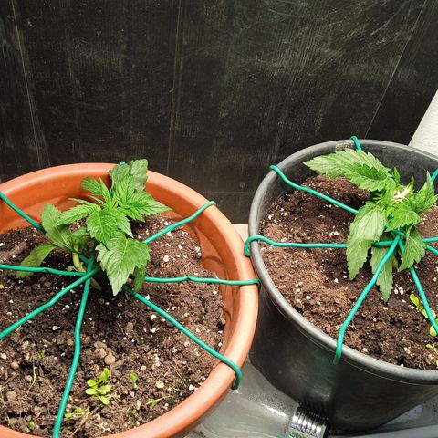 Auto pineapple glue  growlog timeline photo