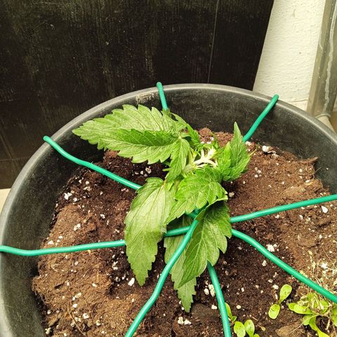 Auto pineapple glue  growlog timeline photo
