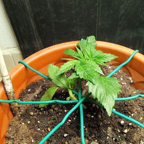 Auto pineapple glue  growlog timeline photo