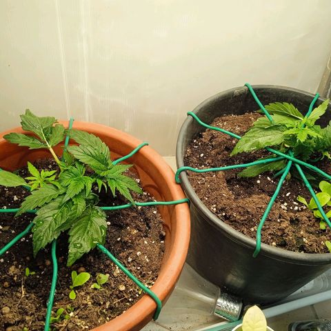 Auto pineapple glue  growlog timeline photo