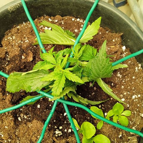 Auto pineapple glue  growlog timeline photo