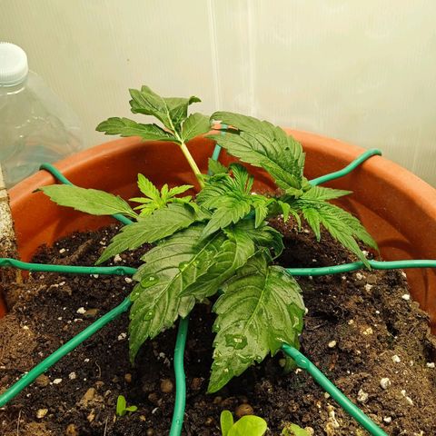 Auto pineapple glue  growlog timeline photo