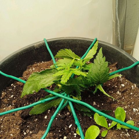 Auto pineapple glue  growlog timeline photo
