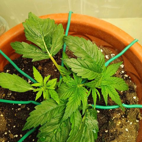 Auto pineapple glue  growlog timeline photo