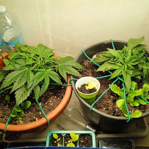 Auto pineapple glue  growlog timeline photo
